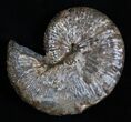 Inch Jeletzkytes Comprimus Ammonite Fossil #2063-1